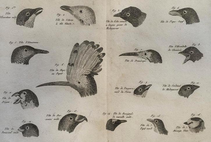Méthode pour la connaissance des Oiseaux par le Bec. (pl6), Antiquités & Art, Art | Eaux-fortes & Gravures, Enlèvement ou Envoi