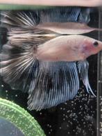 Cellophane marble halfmoon betta man, Poisson