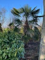 Palmboom, winterhard, Ophalen, Vaste plant, Overige soorten