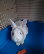 La femelle lapine doit partir de toute urgence pour cause de