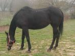 Jument 13 ans onc, Jument, L