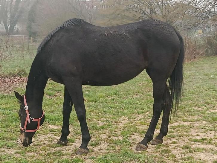 Jument 13 ans onc, Animaux & Accessoires, Chevaux, Jument, L