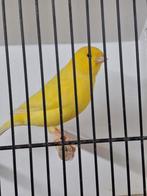 Kleurkanari, Dieren en Toebehoren, Vogels | Overige Vogels