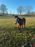 2jarige overo merrie, Dieren en Toebehoren, Merrie