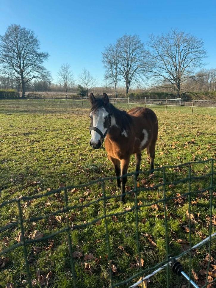 2jarige overo merrie, Dieren en Toebehoren, Paarden, Merrie