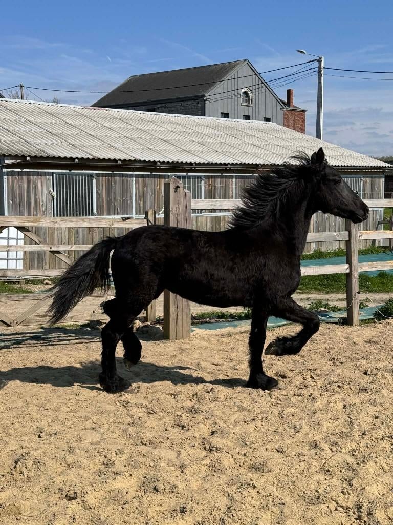 Fries merrieveulen 1 jaar, Dieren en Toebehoren, Paarden