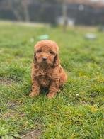 Prachtige Belgische Cockapoo pupjes te koop, Dieren en Toebehoren, Honden | Niet-rashonden, Parvo, België, 8 tot 15 weken, Meerdere