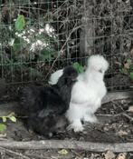 Zijdehoen, Plusieurs animaux, Poule ou poulet