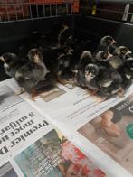 Poulets coucous de Malines, Sexe inconnu, Poule ou poulet