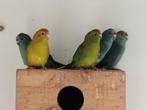 jonge roodvoorhoofd Kakariki's, Animaux & Accessoires, Plusieurs animaux, Perruche, Bagué
