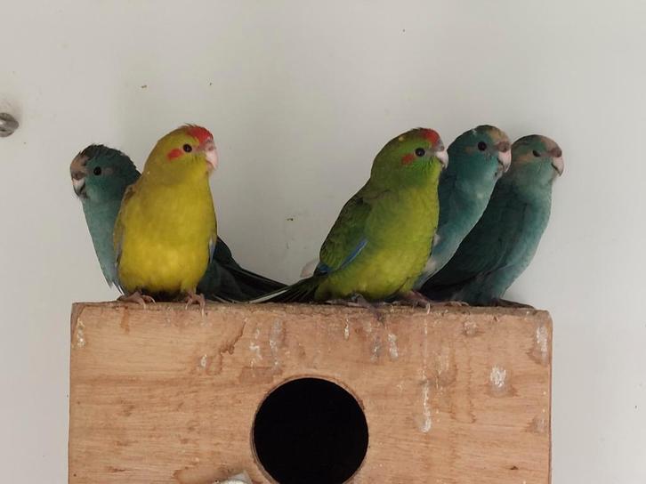 jonge roodvoorhoofd Kakariki's, Animaux & Accessoires, Oiseaux | Perruches & Perroquets, Perruche, Plusieurs animaux, Bagué