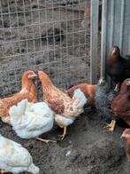 bruine legkippen, Poule ou poulet