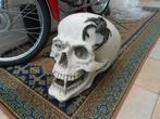 schedel xl, Collections, Collections Animaux, Enlèvement ou Envoi, Utilisé, Crâne