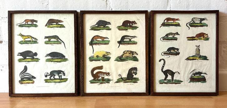 oude triptiek gekleurde afbeelding dieren encyclopedie kader, Antiek en Kunst, Curiosa en Brocante, Ophalen of Verzenden