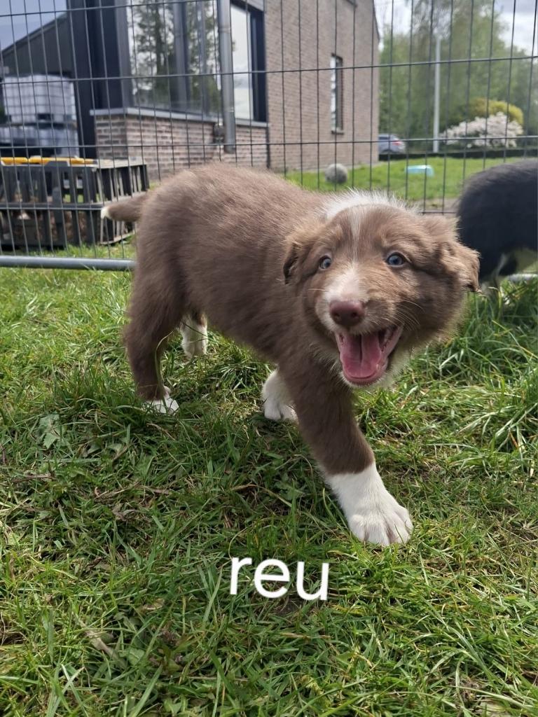 Superbes chiots border collie, Animaux & Accessoires, Colley, Plusieurs, Hépatite contagieuse (maladie de Rubarth), Belgique