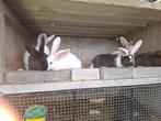Duitse reuzen te koop, Dieren en Toebehoren, Konijnen