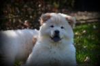 Chiots Chow Chow, Chien (mâle), Autres races, Belgique, Plusieurs