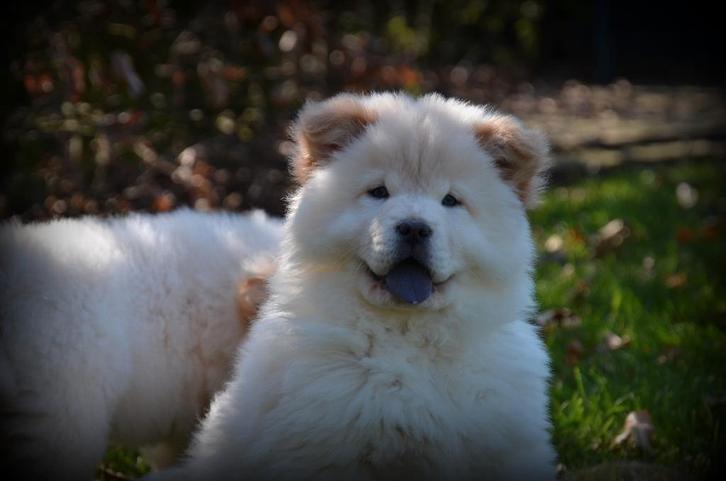 Chiots Chow Chow, Animaux & Accessoires, Chiens | Huskys, Loulous & Types primitifs, Chien (mâle), Autres races, Éleveur | Professionnel