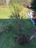 Taxus haag ongeveer 2 meter, Tuin en Terras, Ophalen, Taxus, Haag