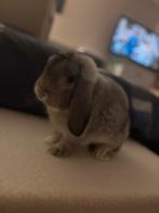 Konijn + kooi te koop, Dieren en Toebehoren, Geslacht onbekend, Middelgroot, Hangoor, 0 tot 2 jaar