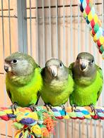 Perroquets poicephalus cryptoxanthus / perroquets tete brune, Plusieurs animaux, Perroquet, Domestique