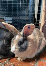 Rammelaar duitse reus x franse langoor