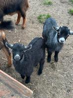 Mieke en bokje, 12 weken, Dieren en Toebehoren, Meerdere dieren, Geit, 0 tot 2 jaar