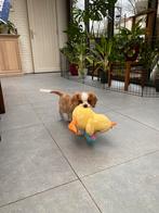 Cavalier King Charles puppy, Dieren en Toebehoren, Parvo, België, Reu, 8 tot 15 weken