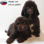 Caniches Nain (chocolat) chiots à vendre, 15 semaines à 1 an, Caniche, Hépatite contagieuse (maladie de Rubarth), Plusieurs animaux