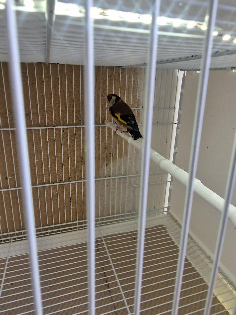 Parva man 2025, Animaux & Accessoires, Oiseaux | Oiseaux Autre, Mâle, Oiseau chanteur sauvage, Bagué