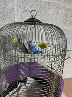 Grasparkieten te koop zij zijn koppel per koppel 20€