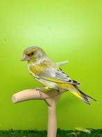 Verdier mâle de 2025, Dieren en Toebehoren, Vogels | Kanaries, Mannelijk