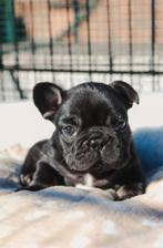 3 knappe franse bulldog jongens, Animaux & Accessoires, Chien (mâle), Hépatite contagieuse (maladie de Rubarth), Belgique, 8 à 15 semaines