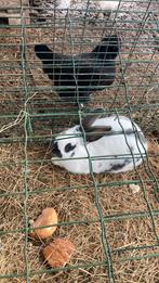 Vlaamse reus, Animaux & Accessoires, Lapins