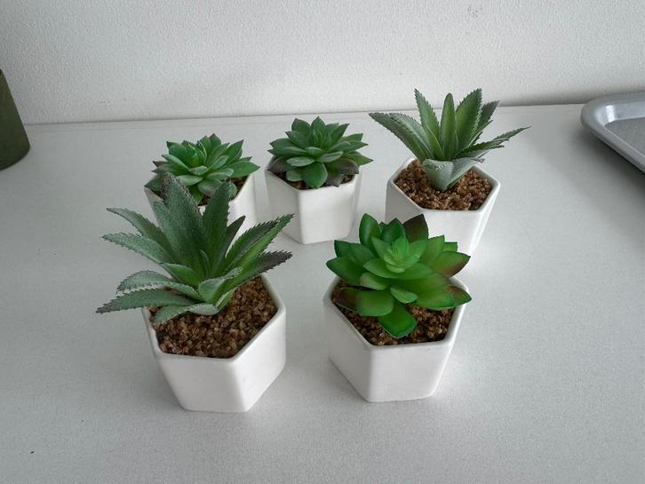 Decoratieve Vetplant in wit potje, Huis en Inrichting, Kamerplanten, Vetplant, Minder dan 100 cm, In pot, Ophalen