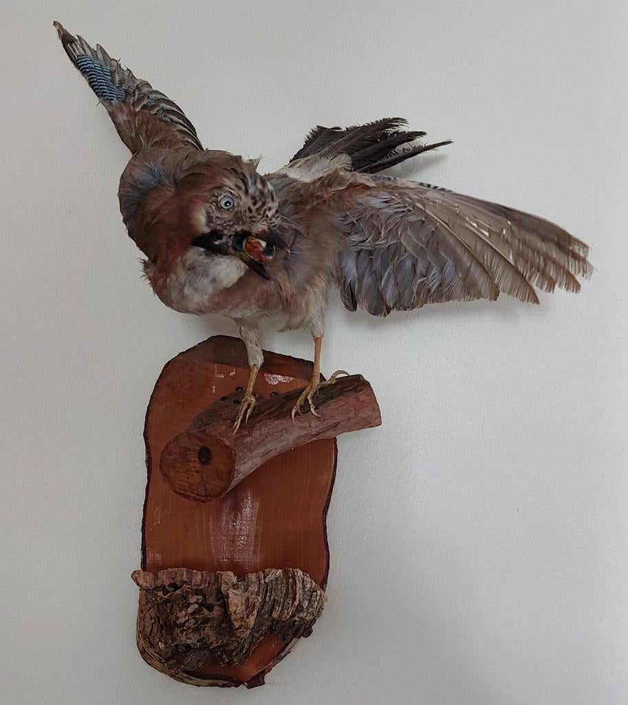 Prachtige opgezette vogel met open vleugels, Verzamelen, Ophalen, Vogel