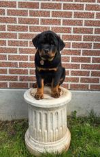 Sokkel / zuil, Huis en Inrichting, Woonaccessoires | Zuilen en Pilaren, Ophalen, Gebruikt