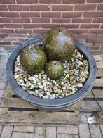 Te koop waterfontein, Ophalen