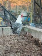 Broedeieren zilverbrakel