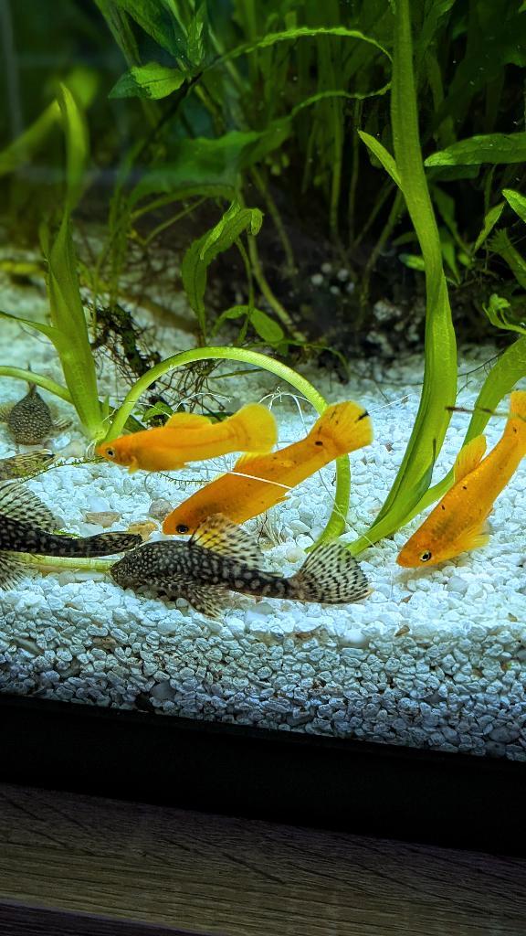 Vissen, Dieren en Toebehoren, Vissen | Aquariumvissen, Zoetwatervis, Vis