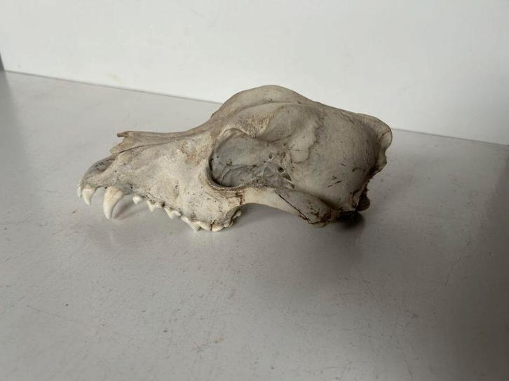 Schedel hond - taxidermie, Verzamelen, Dierenverzamelingen, Gebruikt, Schedel, Hond of Kat, Ophalen of Verzenden