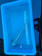 Japanse koi Asagi, Dieren en Toebehoren, Vissen | Vijvervissen, Karper of Koi