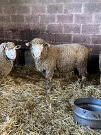 Moutons bélier, Animaux & Accessoires, Mâle, Mouton, 0 à 2 ans