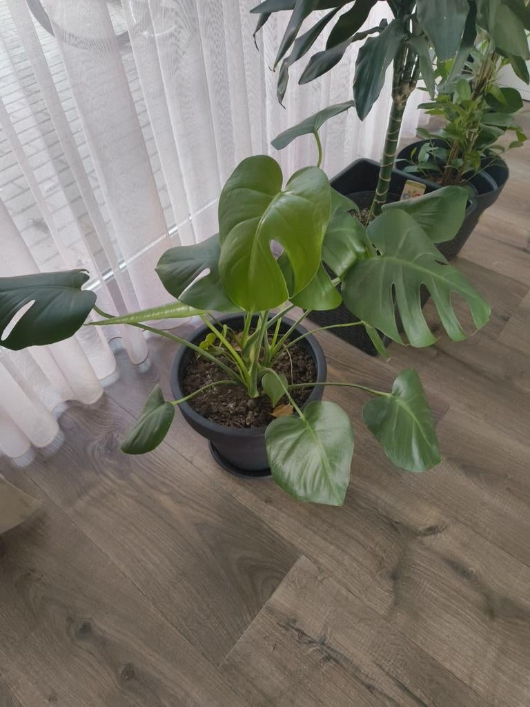 Kamerplant Monstera, Maison & Meubles, Plantes d'intérieur, Plante verte, Enlèvement, Ombre partielle, Moins de 100 cm