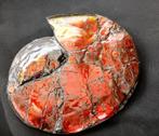 ammonite de canada 34cm 6,3kg rouge opalisee, Collections, Minéraux & Fossiles, Envoi, Fossile