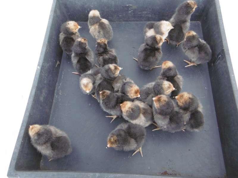 Poussins de Vorwerk, Sexe inconnu, Poule ou poulet