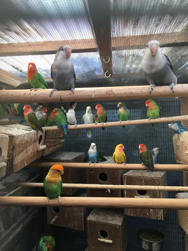 WINTERHARDE KWEEKRIJPE DWERGPAPEGAAIKES VANAF 50 EURO/KOPPEL, Dieren en Toebehoren, Vogels | Parkieten en Papegaaien, Dwergpapegaai of Agapornis