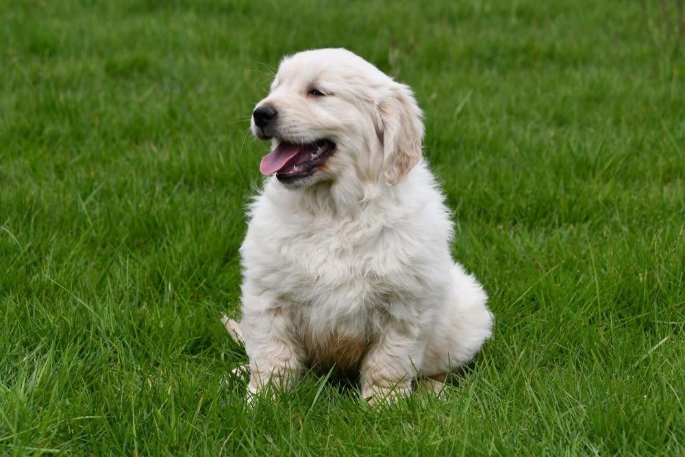 Chiot Golden Retriever à vendre (mâle), Animaux & Accessoires, Golden retriever, Chien (mâle), Belgique, Un chien