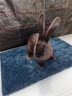 Vlinder Konijne vrouwtjes 9weken oud 20€, Dieren en Toebehoren