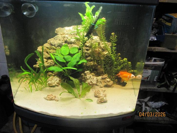 Sera aquarium nano led cube 60 liter met meubel, Dieren en Toebehoren, Vissen | Aquaria en Toebehoren, Gebruikt, Gevuld zoetwateraquarium